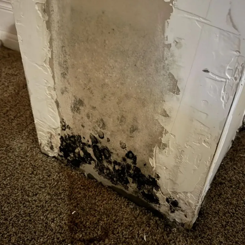 Professional Mold Removal in Mount Vernon, AL
